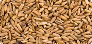 Wheat
